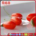 Goji berry comprar goji berry growing goji berry fruta